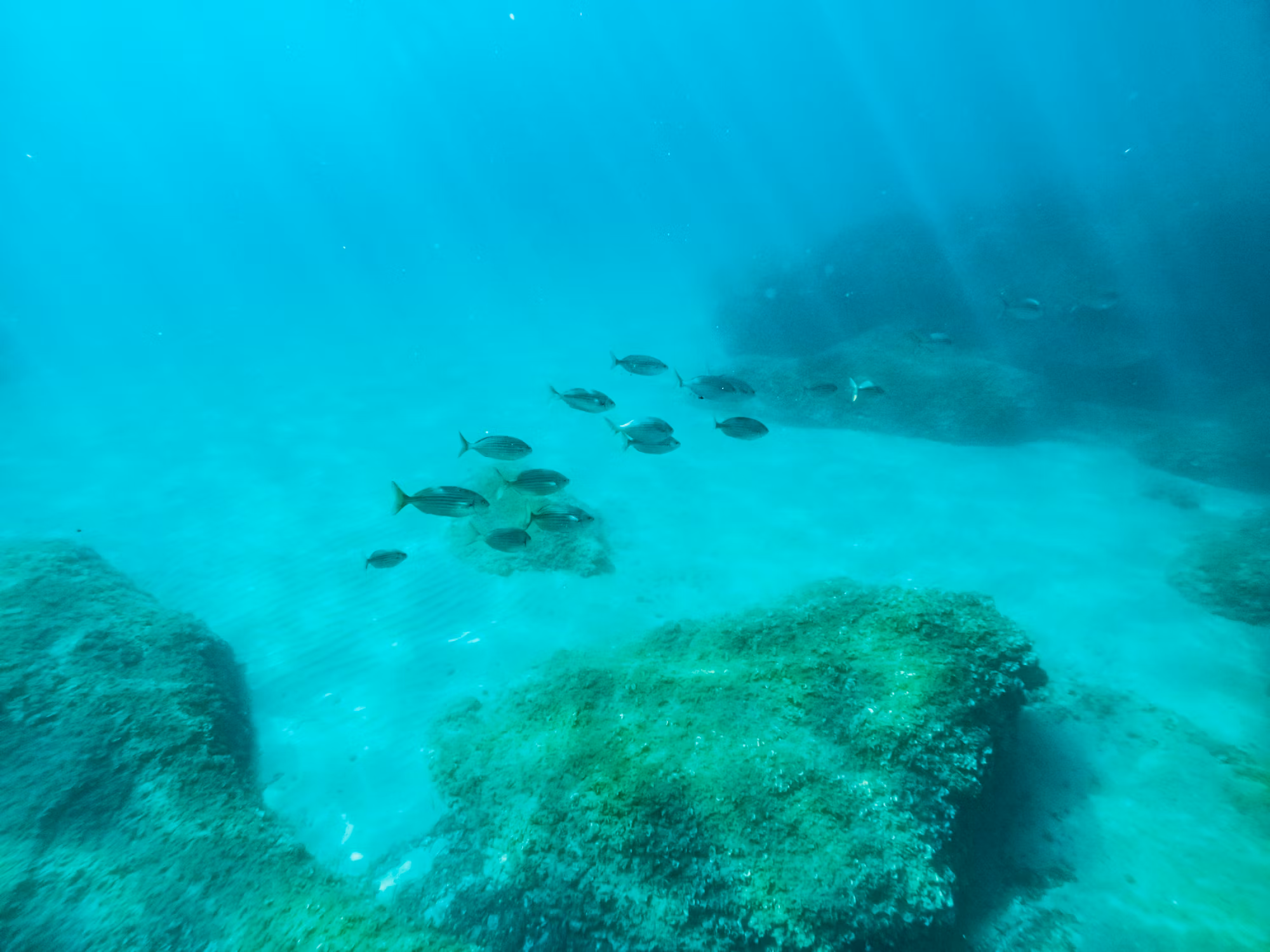 Discovering the Underwater World: A Journey Through Diving Styles